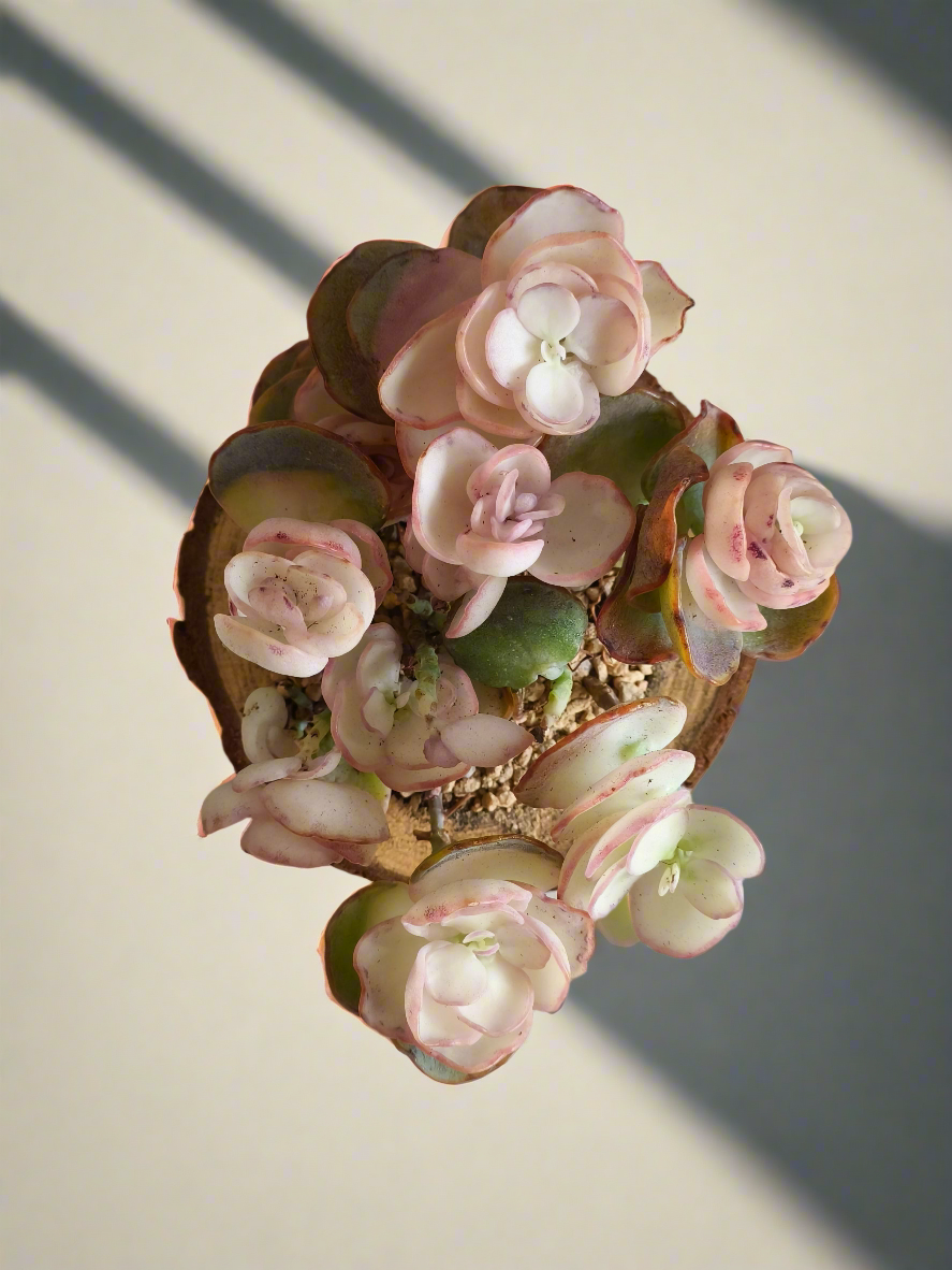 Succulent Natural Wood Log Pot - Kalanchoe Marnieriana - SlowBloomGreens