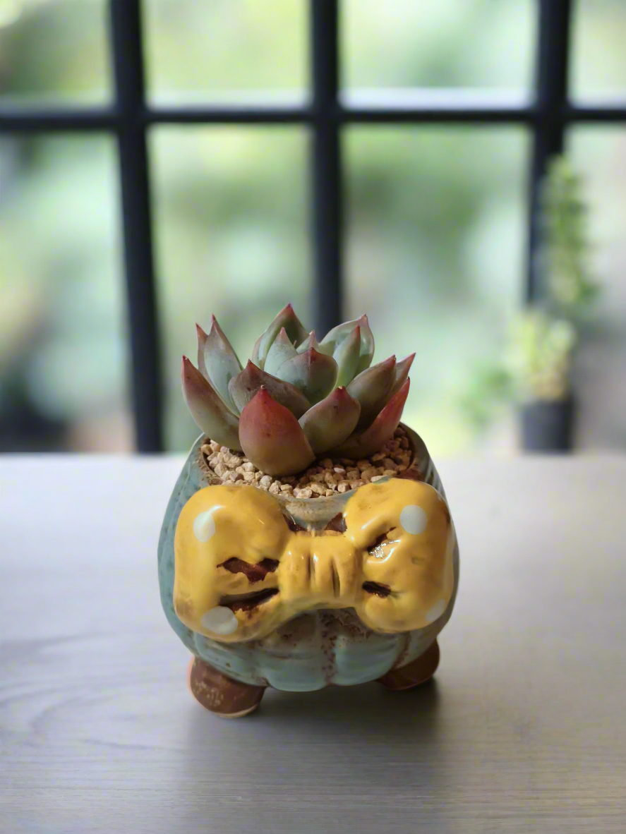 Succulent Ceramic Round Bow Blue – Echeveria 'Blue Bird' - SlowBloomGreens