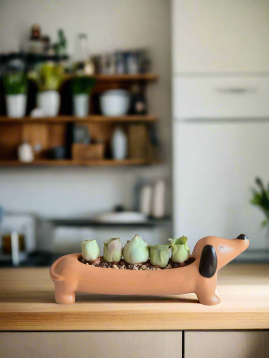 Succulent Daunchund - 5 Mountain Roses 'Greenovia' - SlowBloomGreens