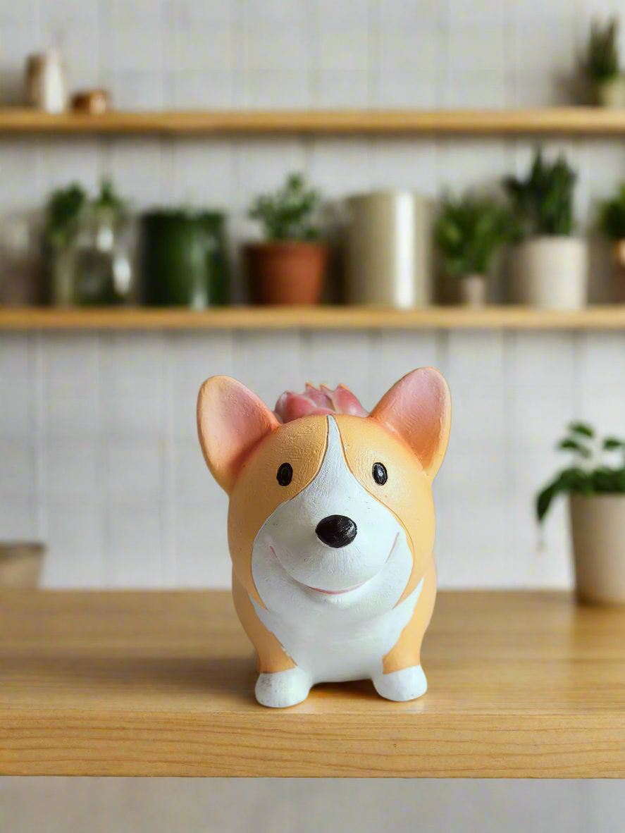 Succulent Charming Corgi - Echeveria Mexican Snowball - SlowBloomGreens