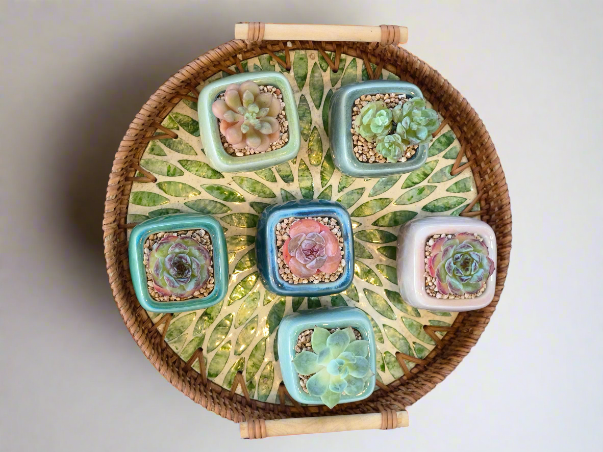 Succulent Serene Square Mini Planter – Echeveria 'Fortitude'