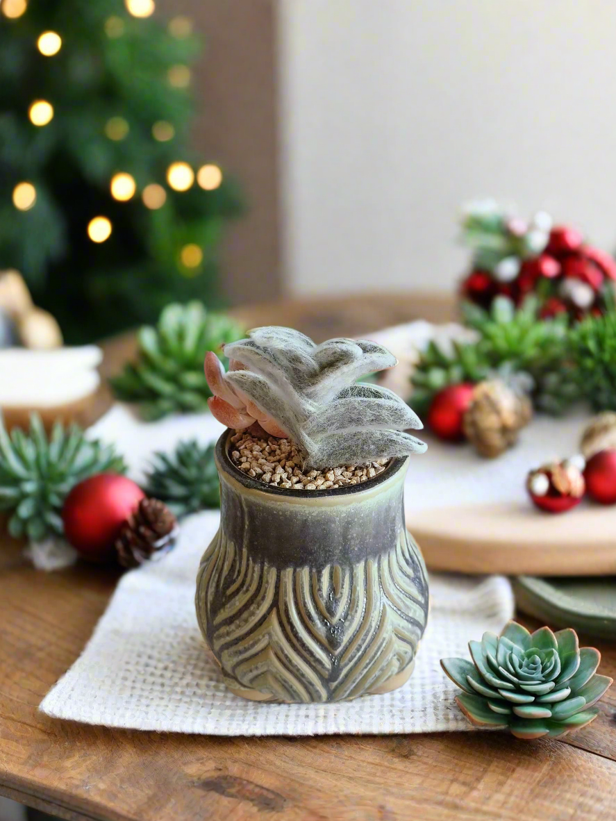 Succulent Rustic Pot Ash  – White Velvet & Echeveria Spica - SlowBloomGreens