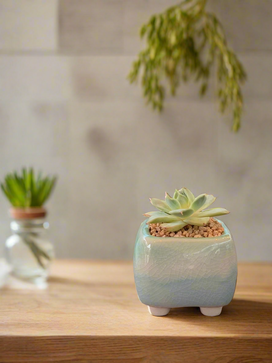 Succulent Serene Square Mini Planter – Echeveria