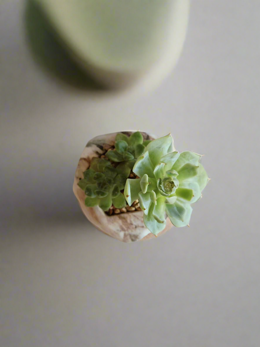 Succulent Mini Octagon Brown - Echeveria - SlowBloomGreens