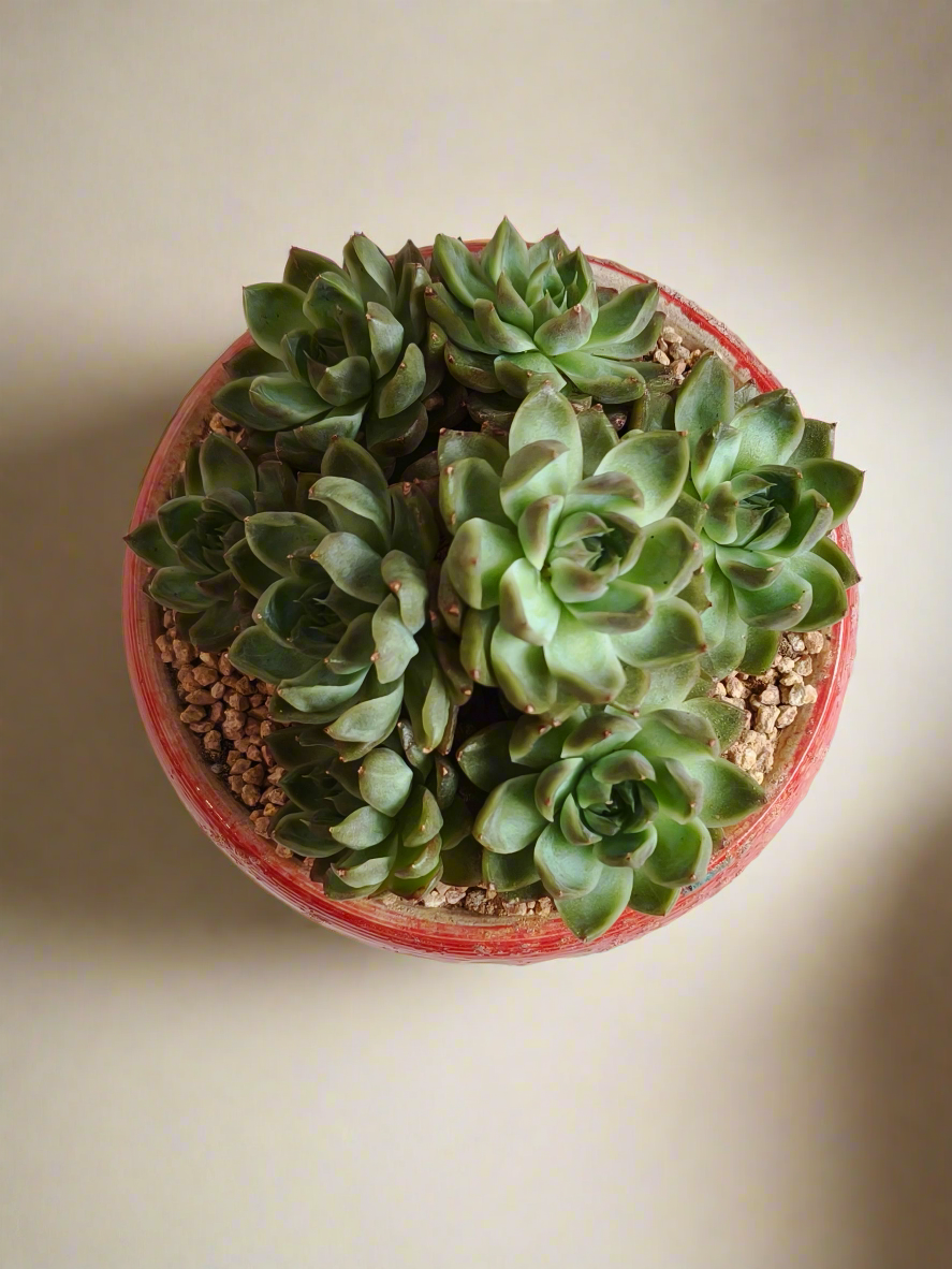 Succulent Moonlit Bloom Pot – Mottled Red with Echeveria 'Violet Queen'