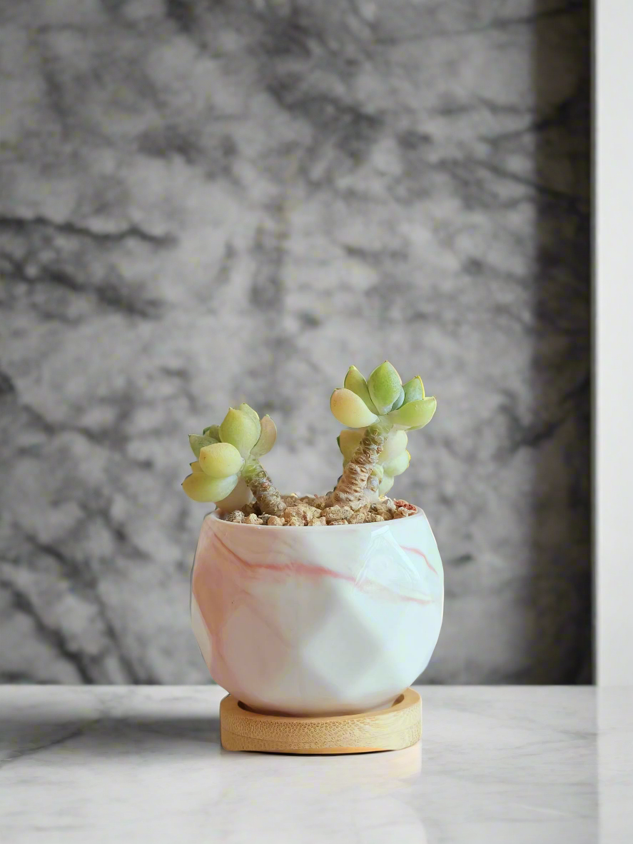 Succulent Petite Bliss Pink - - SlowBloomGreens