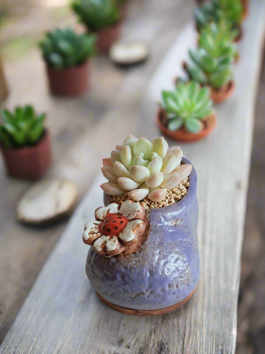 Succulent Mary Jane Charm Violet – Pachyphytum Cream Beauty - SlowBloomGreens