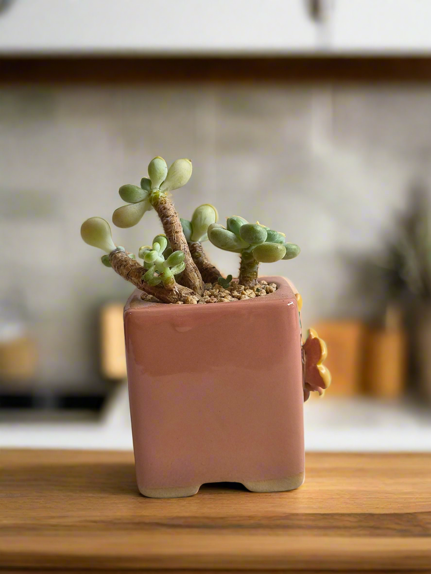 Succulent Floral Charm Pink – Tiscalatengo Gorge Sedum - SlowBloomGreens