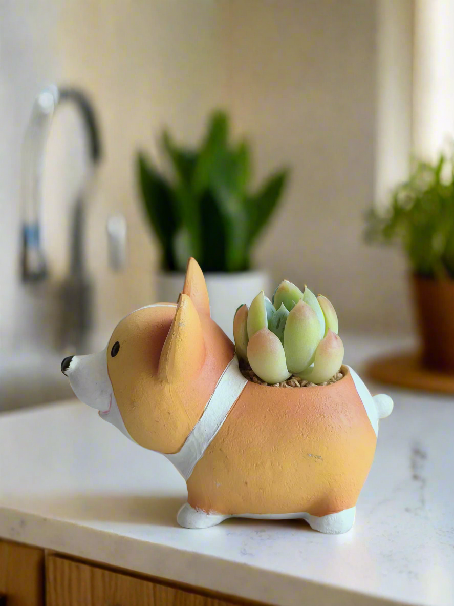 Succulent Charming Corgi - Echeveria Ice Green - SlowBloomGreens