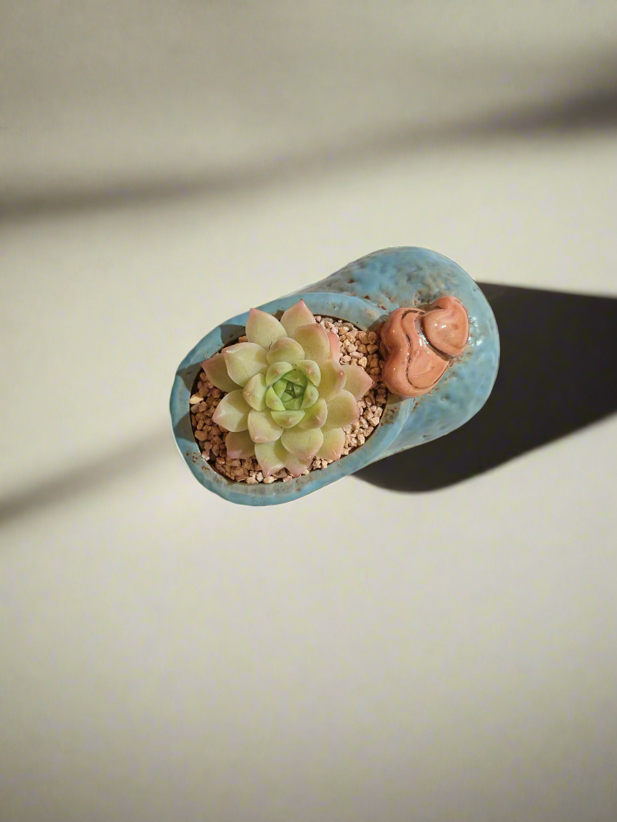 Succulent Mary Jane Charm Blue – Echevaria Elegans - SlowBloomGreens