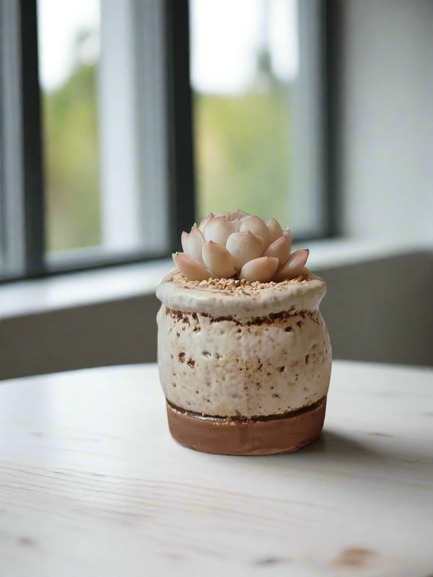 Succulent Mary Jane Charm White Pot – Echeveria Elegans - SlowBloomGreens