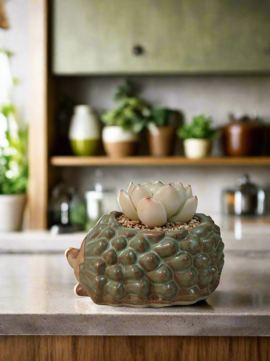 Succulent Hedgehog Pot - Sedeveria 'Blue Elf' (Happy Plant) - SlowBloomGreens