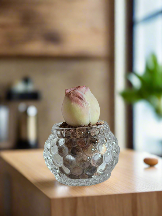 Succulent Round Bubble Glass - Mountain Rose - SlowBloomGreens
