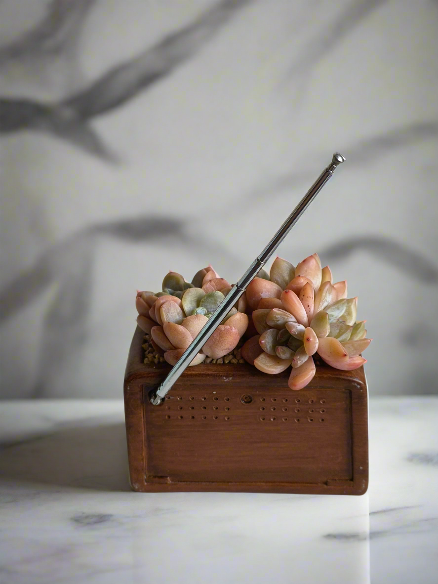 Succulent Retro Radio Planter – Echeveria 'Pink Ariel Crest' & Echeveria Hybrid