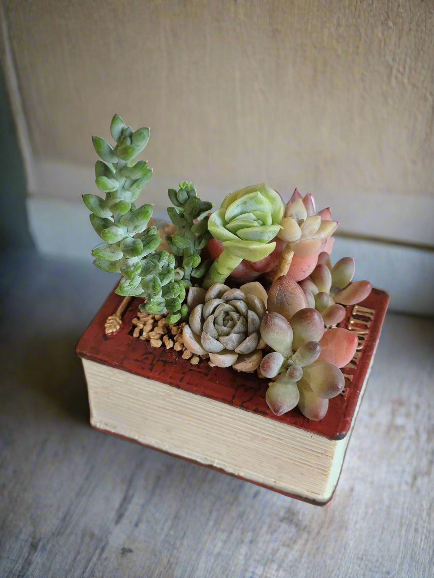 Succulent Book Nook – Assorted Succulents - SlowBloomGreens