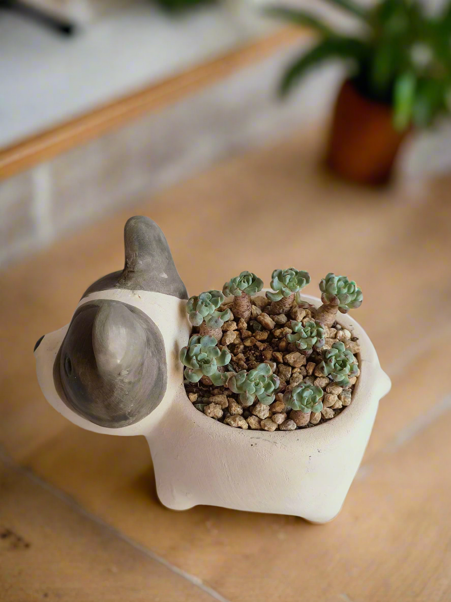 Succulent Dog Planter - mini Echeveria Blue elf - SlowBloomGreens