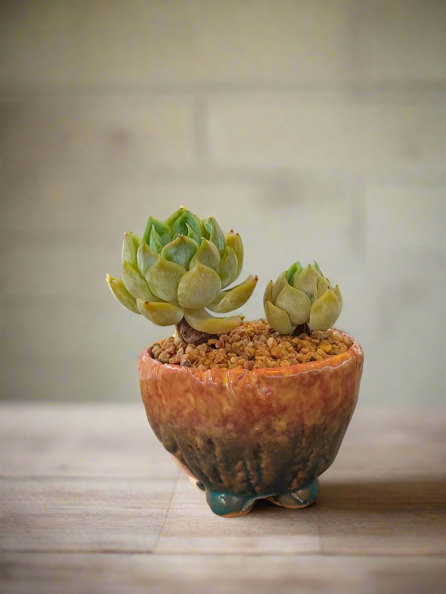 Succulent Rustic Ombre Earth-Tone Mini Planter – Echeveria 'Cila' (Twin Stalk)