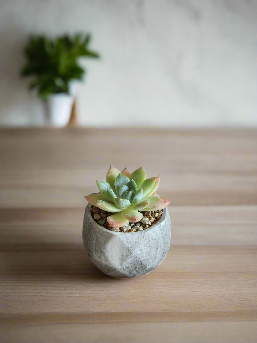 Succulent Harmony Grey - Echeveria Elegans - SlowBloomGreens