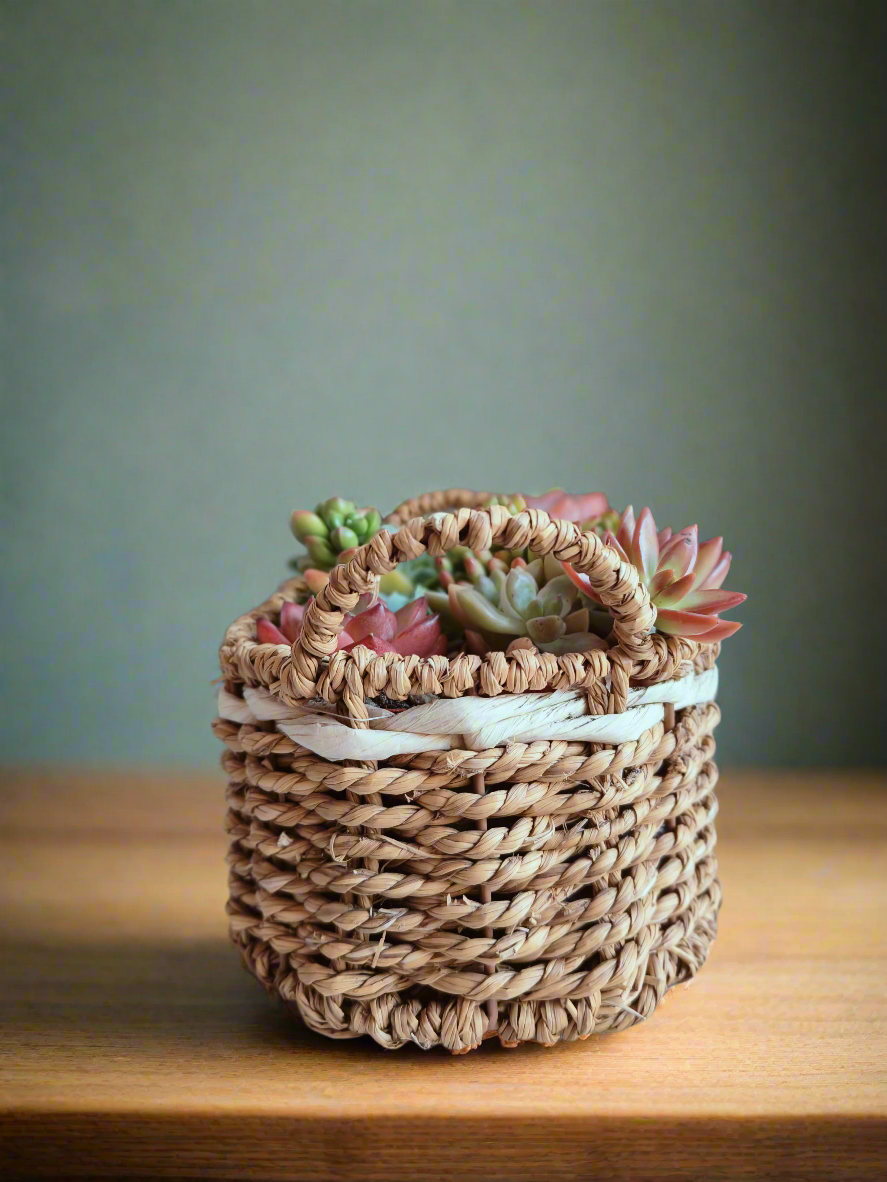Succulent Basket Bliss ( Customised) - SlowBloomGreens