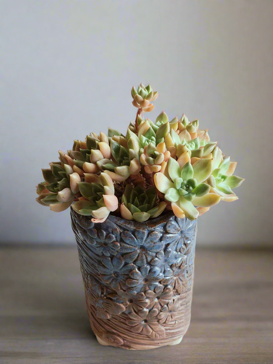 Succulent Rustic Floral Embossed Pot – Graptopetalum 'Bronze' - SlowBloomGreens