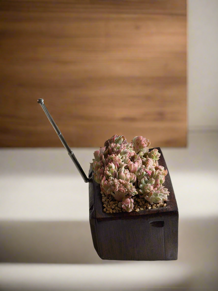 Succulent Retro TV β Echeveria Mebina