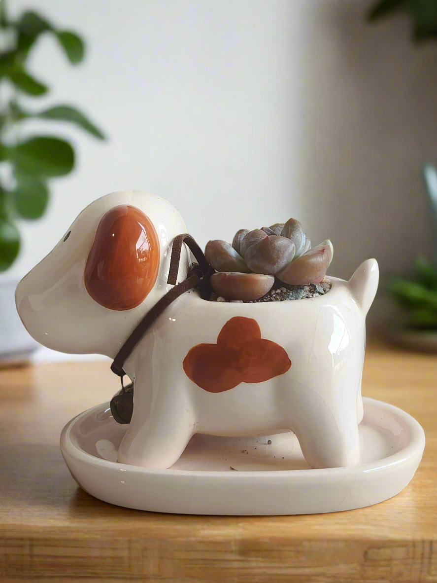 Succulent Puppy Jack Russell Terrier Planter - Echeveria Ice Green