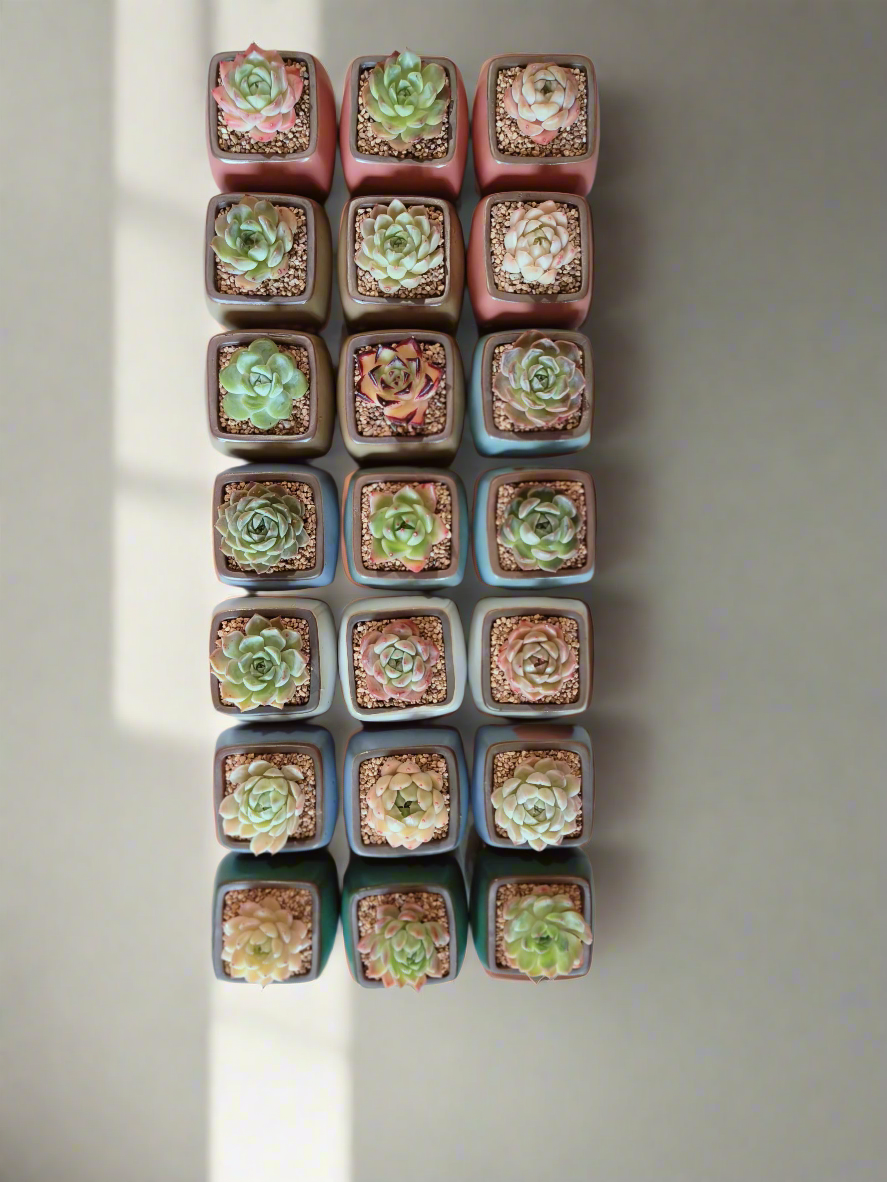 Succulent Serene Square Pots- Gift Favors (6 in a set) - SlowBloomGreens