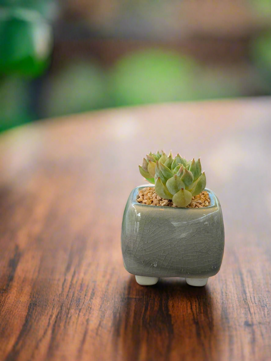 Succulent Serene Square Mini Planter – Sedum Clavatum