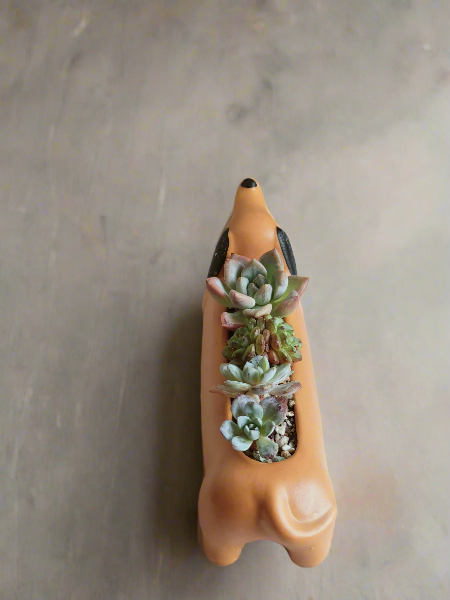 Succulent Daunchund - various - SlowBloomGreens