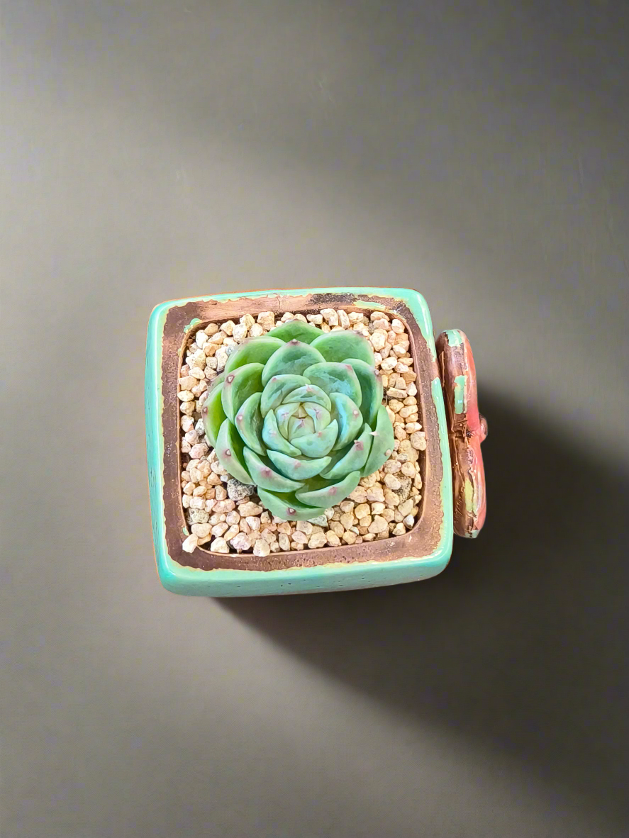 Succulent Ceramic Butterfly Square Teal Planter – Echeveria 'Onslow'