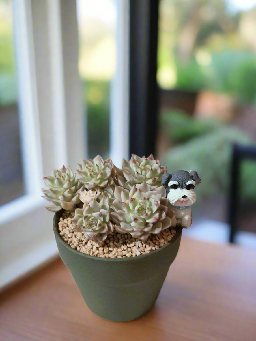Succulent Speckled Terracotta Schnauzer Pot - Echeveria Halbingeri - SlowBloomGreens