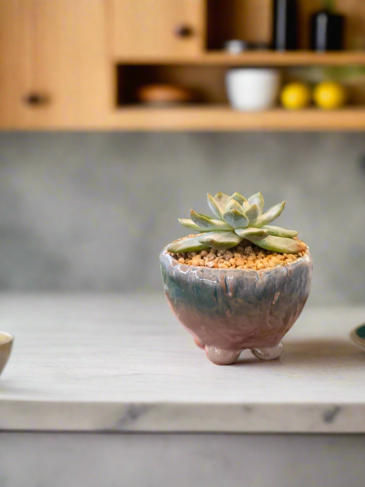 Succulent Misty Lavender Ombre Rustic Mini Planter – Echeveria Bluebird