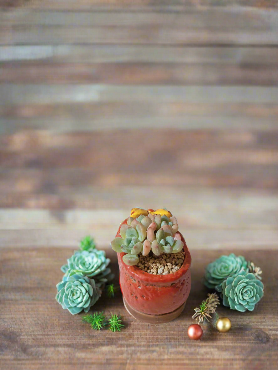 Succulent Mary Jane Charm Red – Pachyveria Elaine - SlowBloomGreens