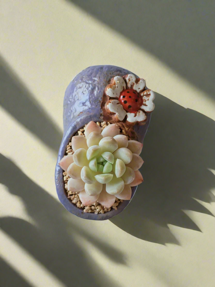 Succulent Mary Jane Charm Violet – Pachyphytum Cream Beauty - SlowBloomGreens