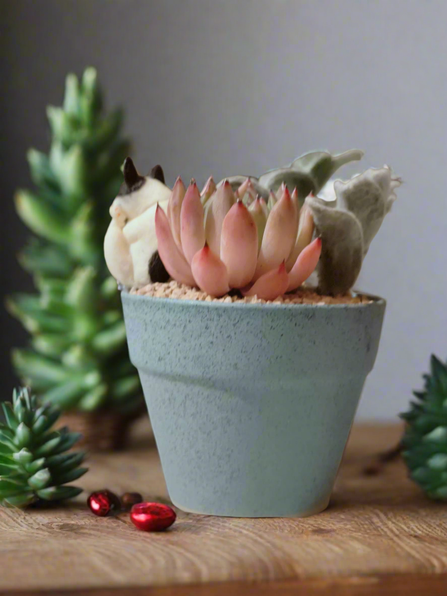 Succulent Speckled Terracotta Blue Yoga Bulldog - Echeveria White Mexican Rose & White Velvet - SlowBloomGreens