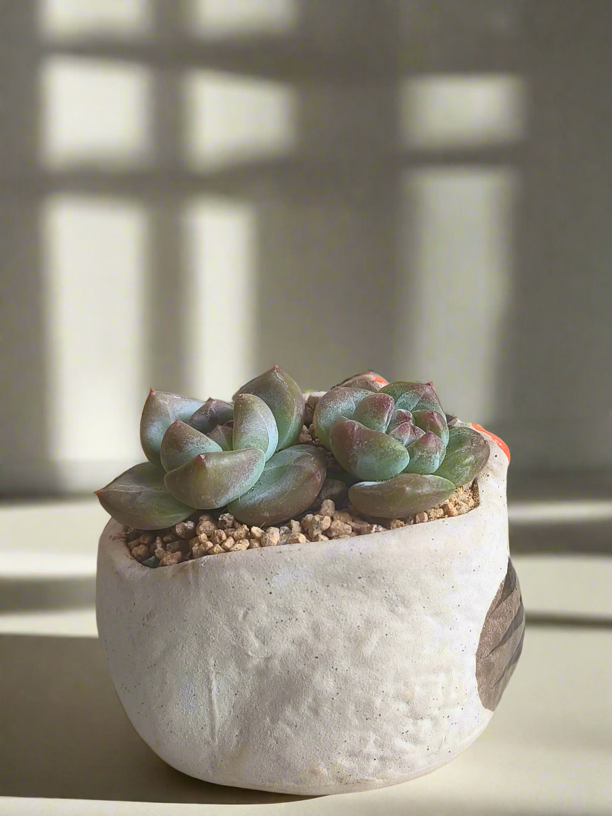Succulent Cheeky Cat Planter - Echeveria Ice Green