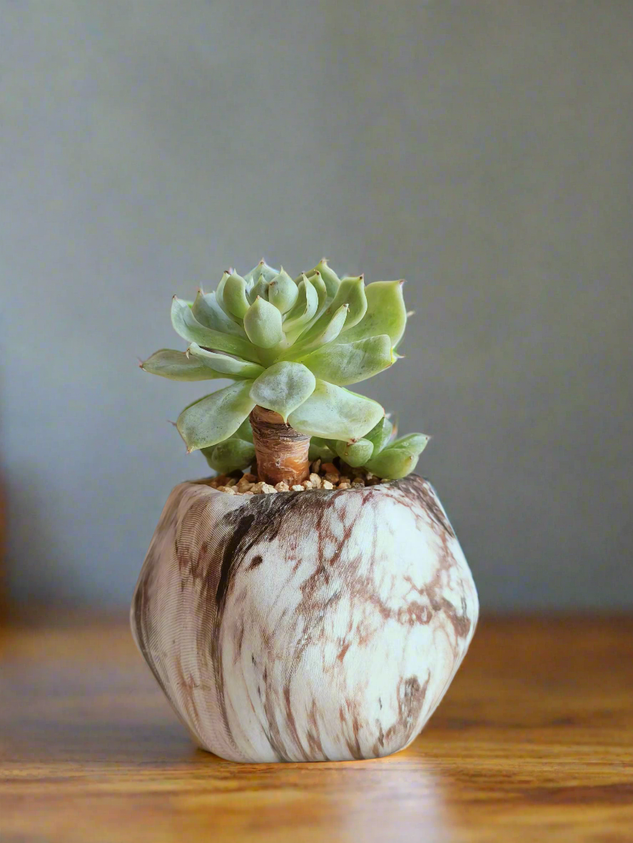 Succulent Mini Octagon Brown - Echeveria - SlowBloomGreens