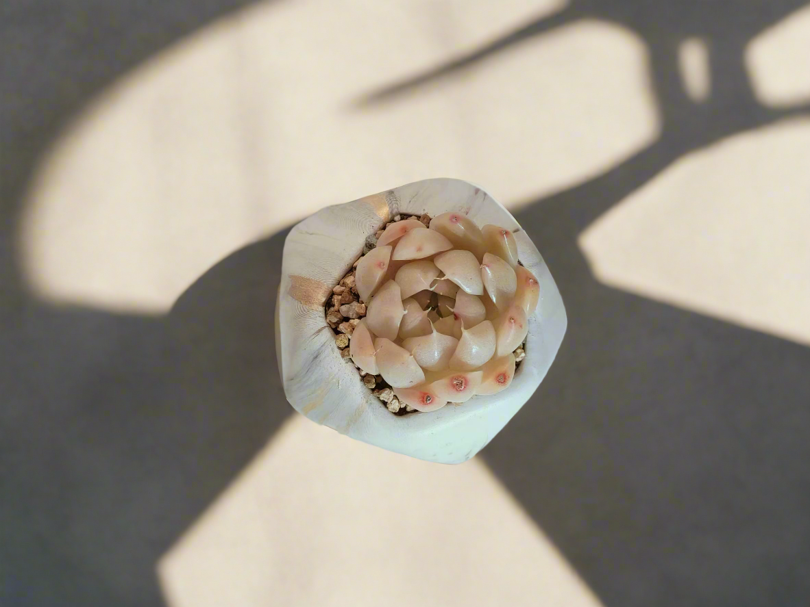 Succulent Mini Octagon Gold - Echeveria White Queen - SlowBloomGreens