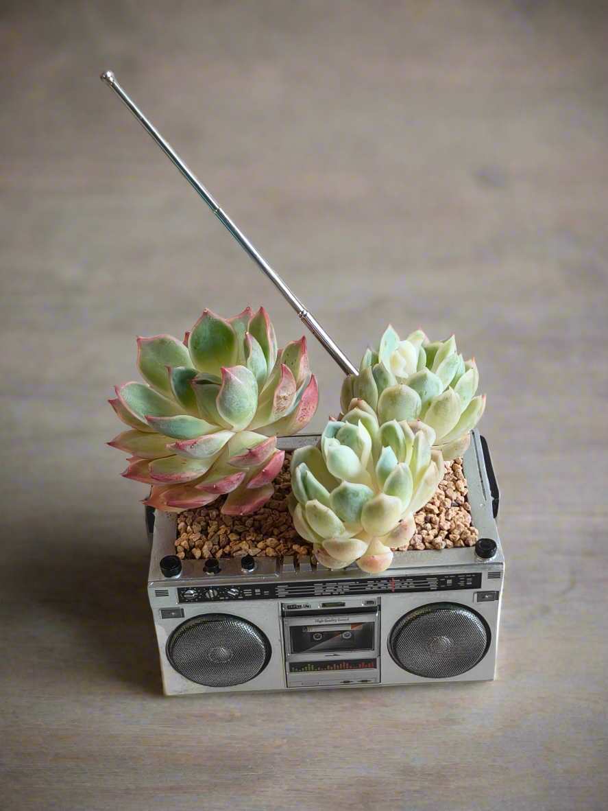 Succulent Retro Boombox – Succulent Arrangement