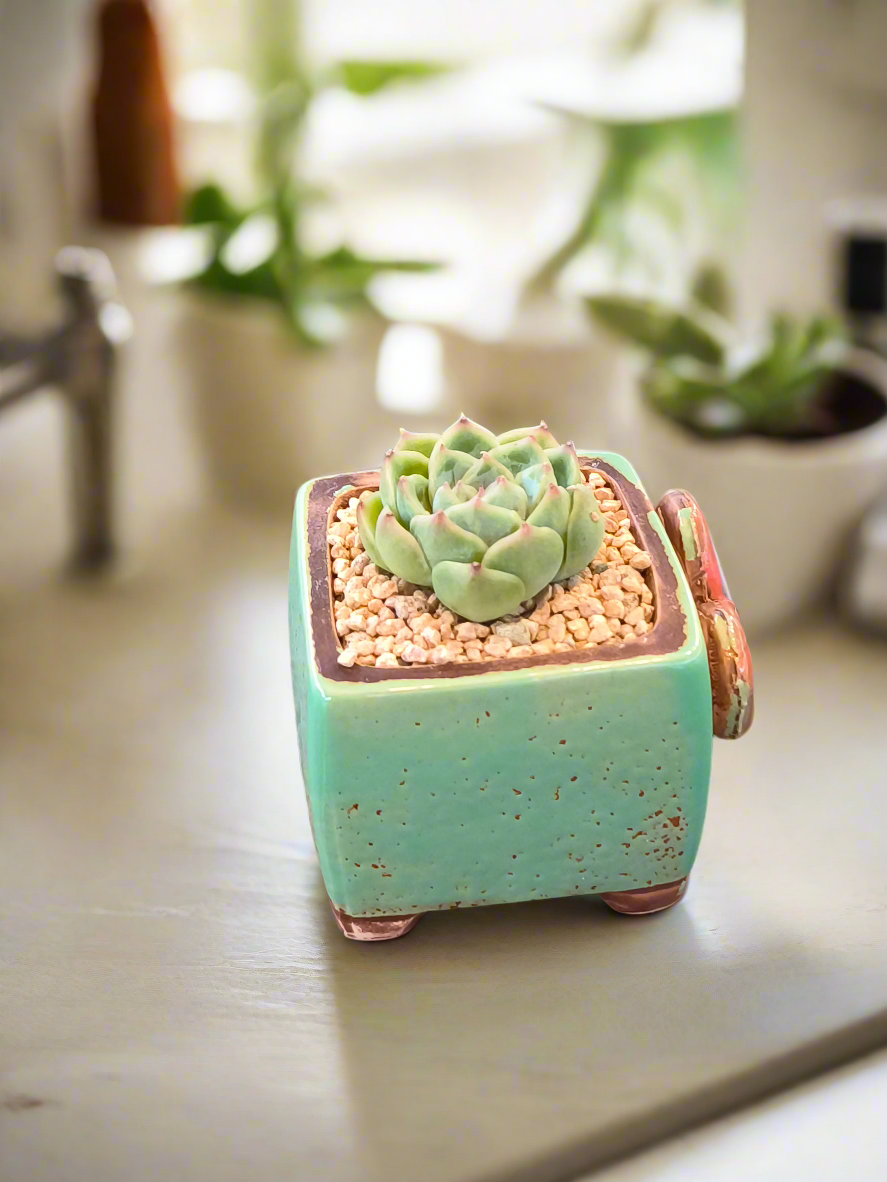 Succulent Ceramic Butterfly Square Teal Planter – Echeveria 'Onslow'