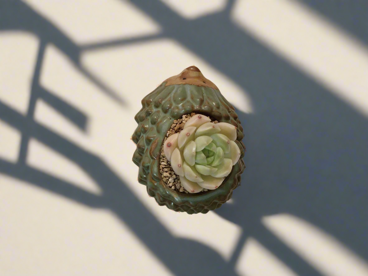 Succulent Hedgehog Pot - Sedeveria 'Blue Elf' (Happy Plant) - SlowBloomGreens