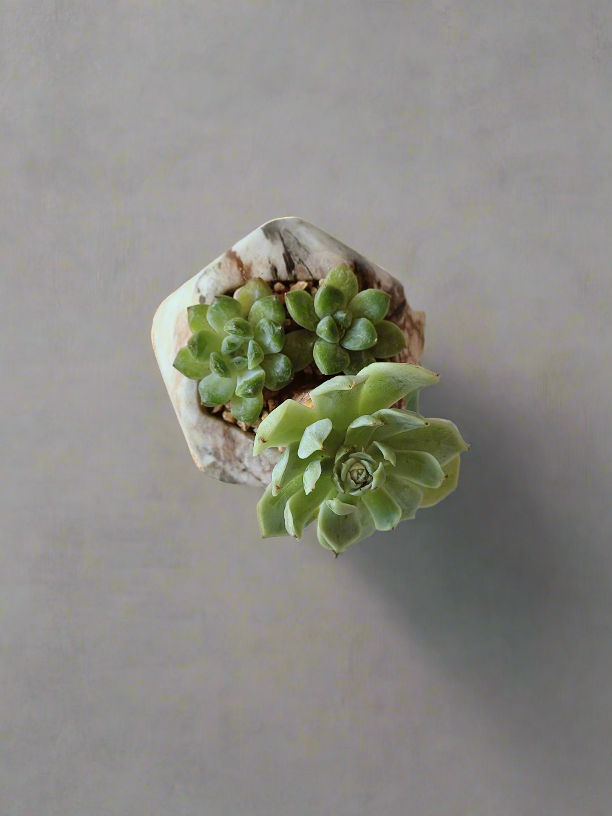 Succulent Mini Octagon Brown - Echeveria - SlowBloomGreens