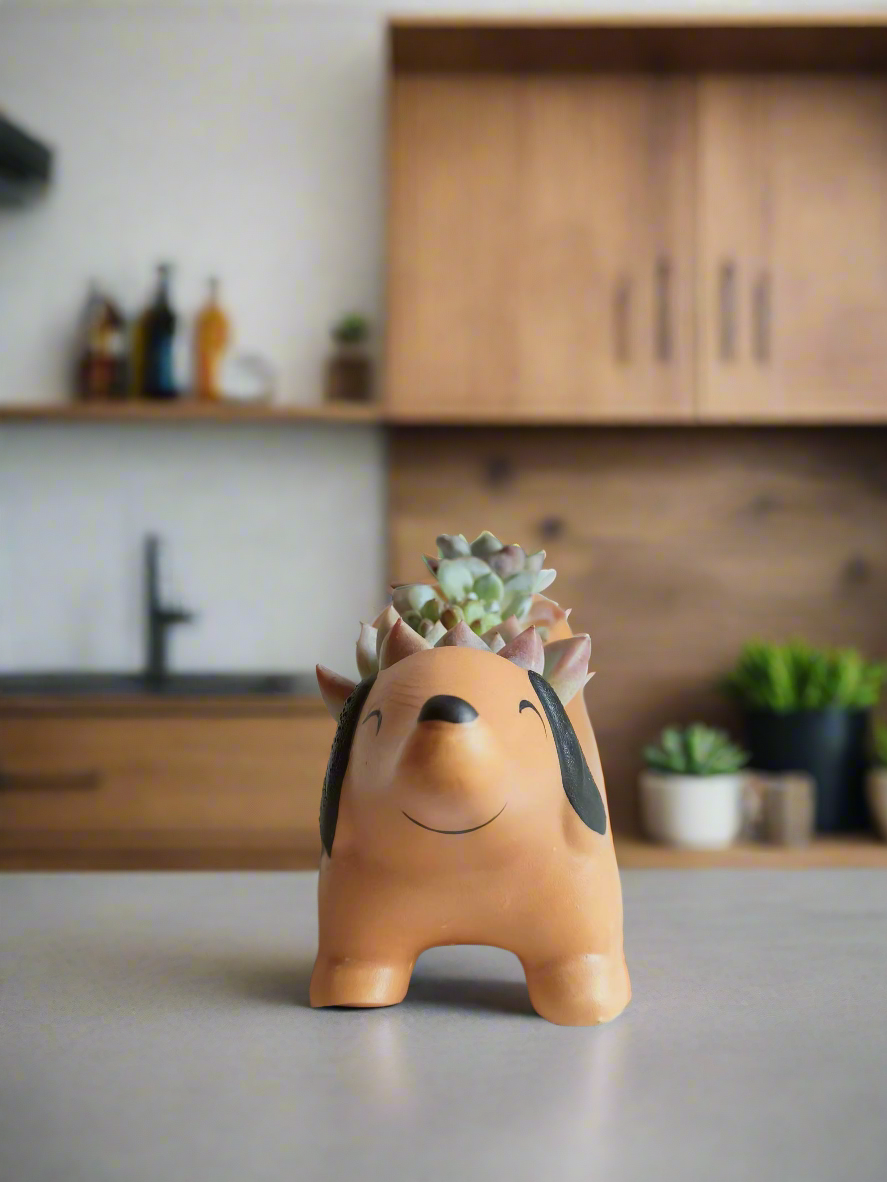 Succulent Daunchund - various - SlowBloomGreens