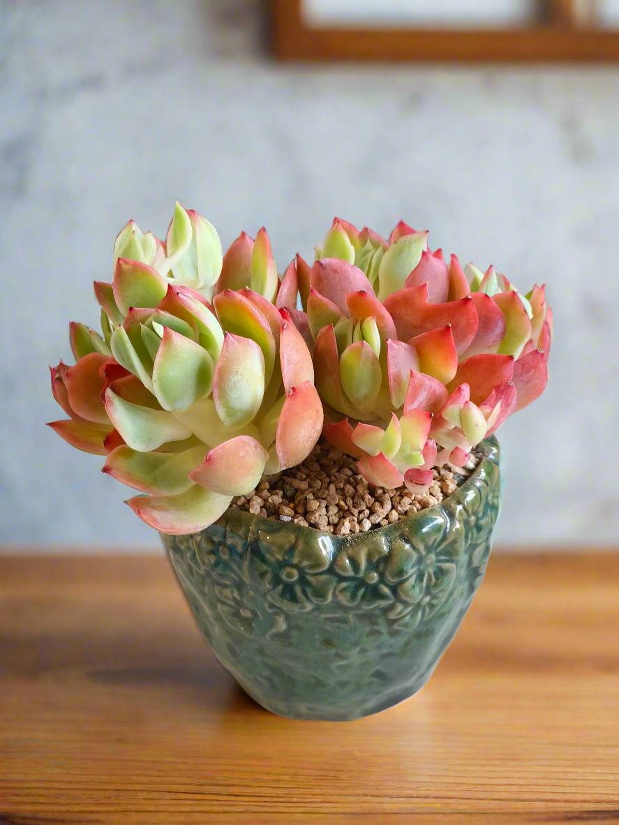 Succulent Rustica Ceramic Pot – Echeveria 'Luella'
