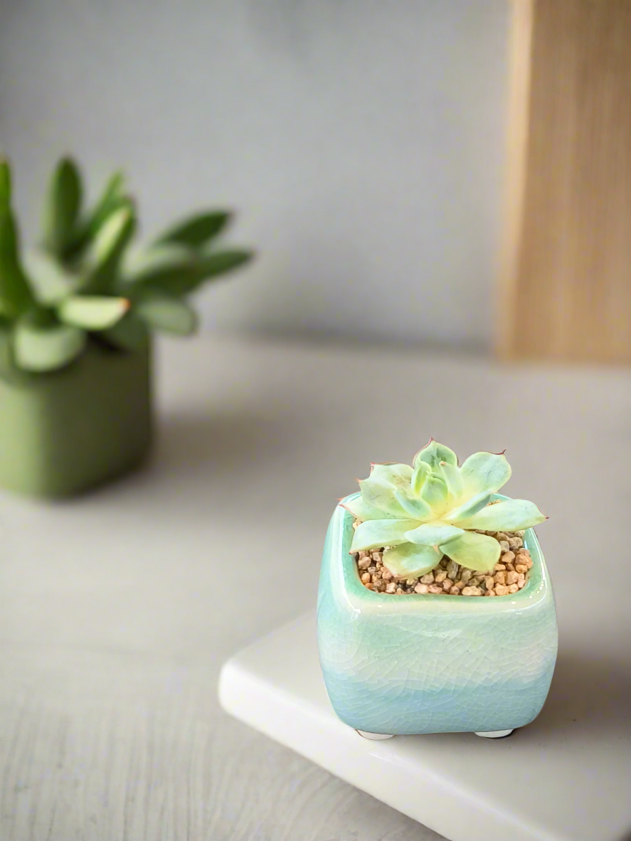 Succulent Serene Square Mini Planter – Echeveria