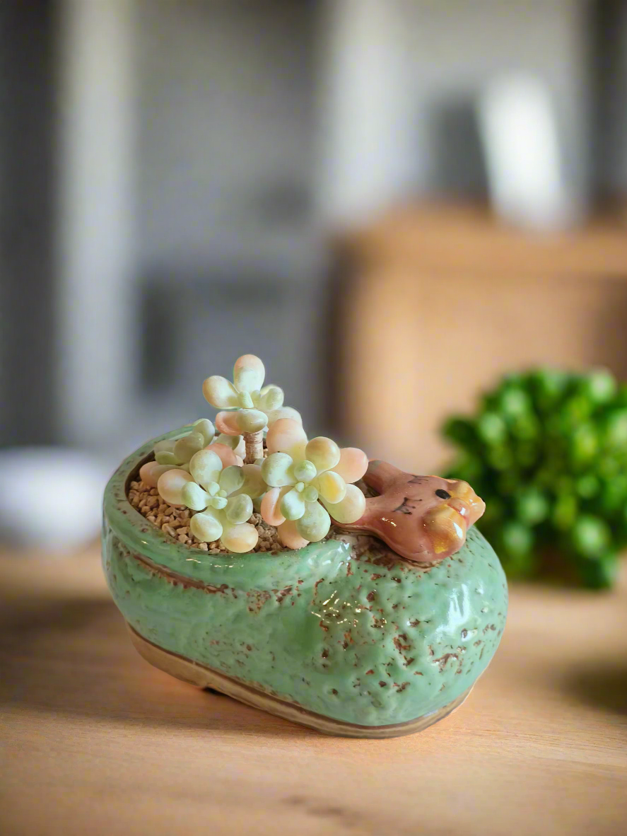 Succulent Mary Jane Charm Green – Graptopetalum mendoza - SlowBloomGreens