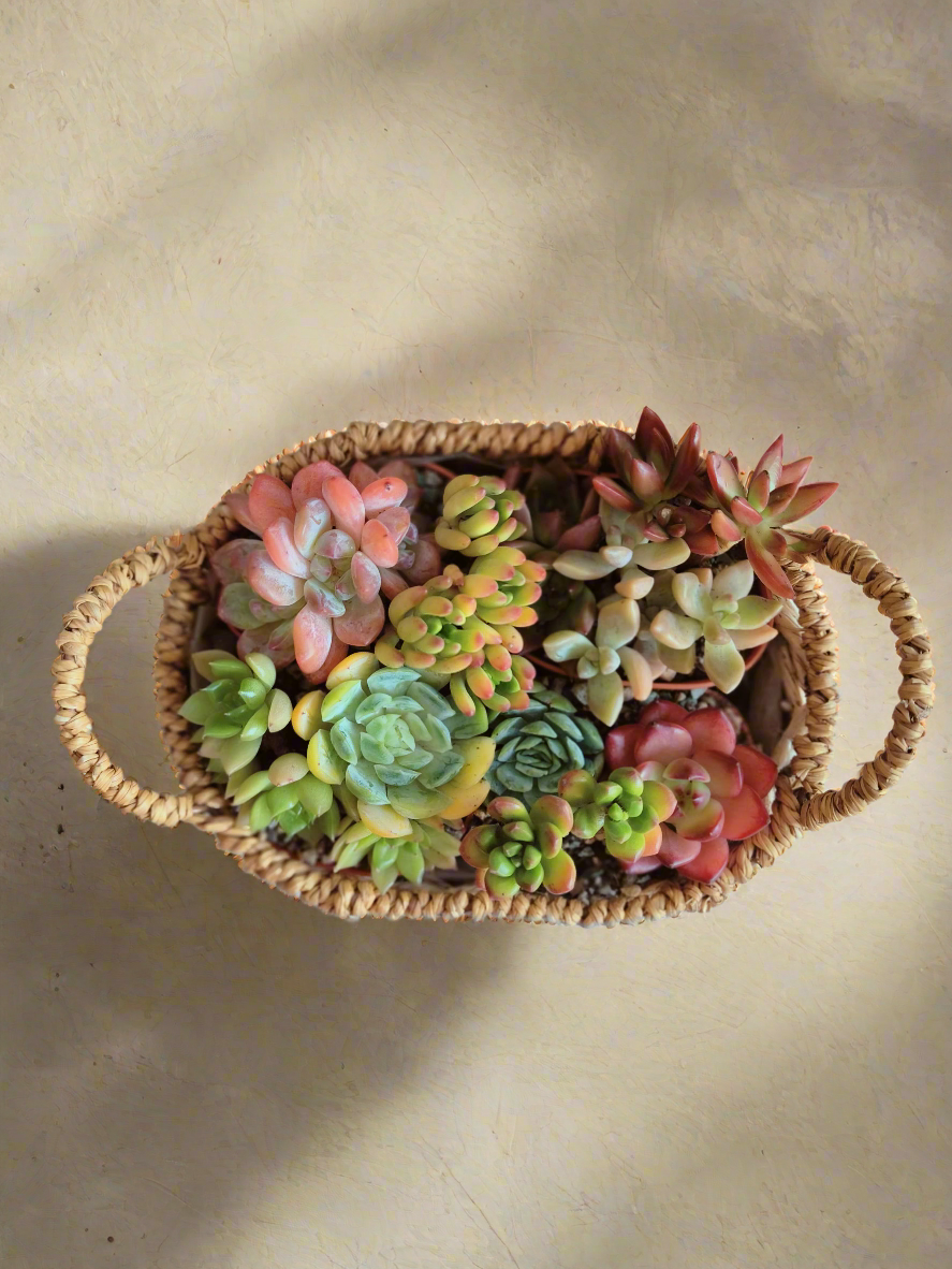 Succulent Basket Bliss ( Customised) - SlowBloomGreens