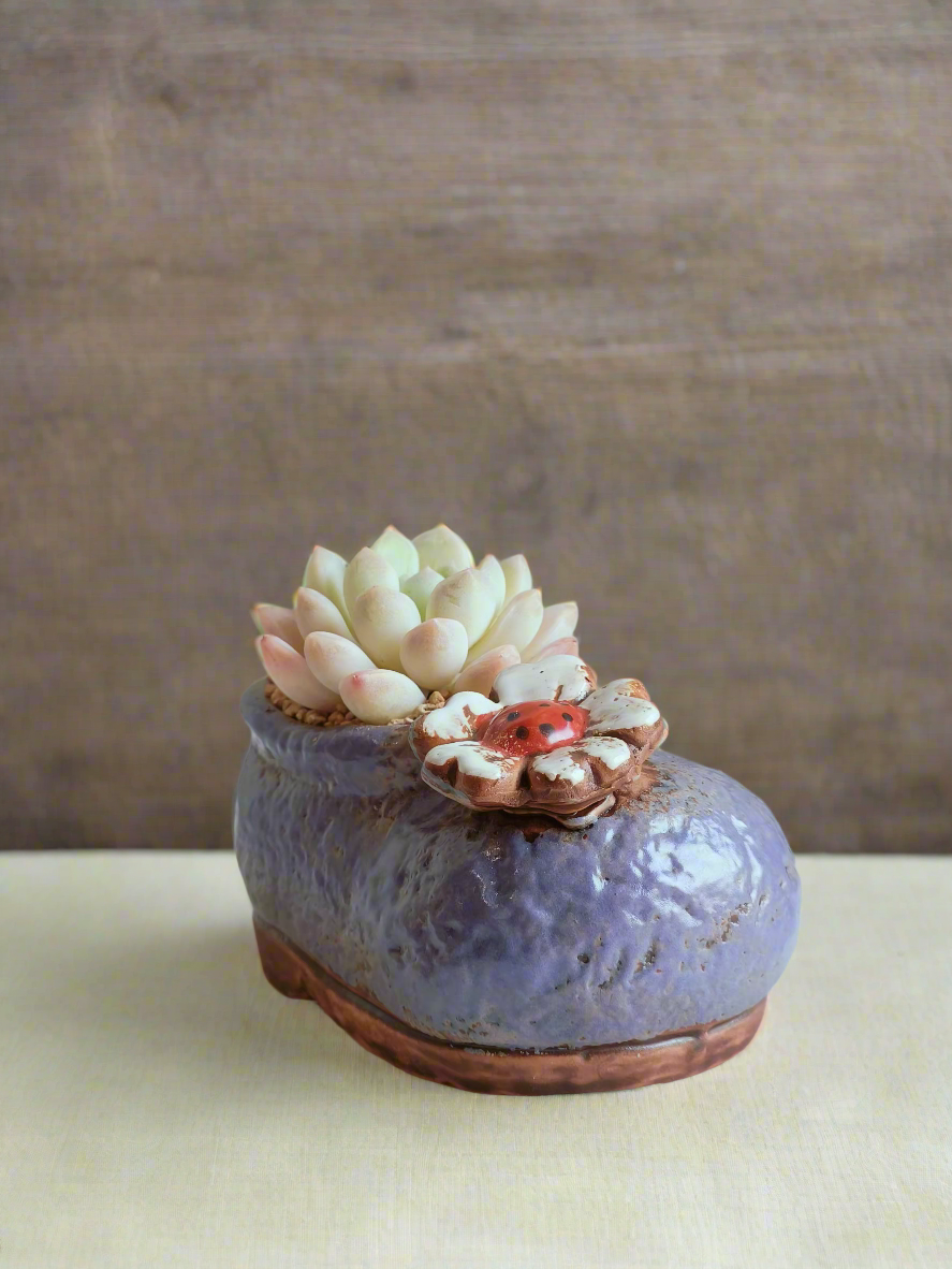 Succulent Mary Jane Charm Violet – Pachyphytum Cream Beauty - SlowBloomGreens
