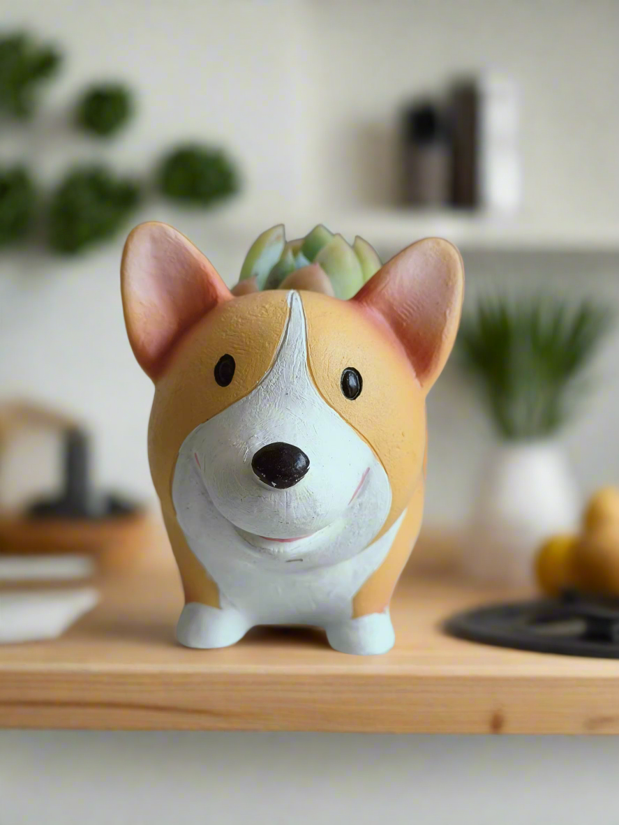 Succulent Charming Corgi - Echeveria Ice Green - SlowBloomGreens