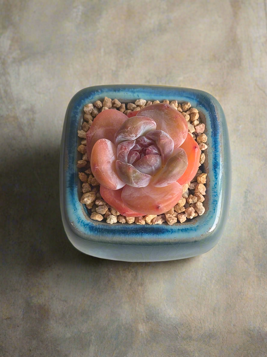 Succulent Serene Square Mini Planter – Echeveria 'Cosette'